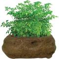 Rainforest Rock Garden