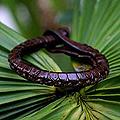 Handcrafted Leather 'Balance' Bracelet (Thailand)