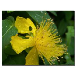 Monica Fleet 'Mana' Cavas Art