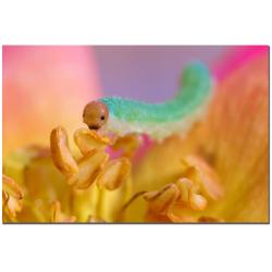 CATeyes 'A World' Canvas Art