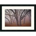 David Lorenz Winston 'Pilot Road Trees' Framed Art Print