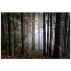 Philippe Sainte-Laudy 'Light Forest' Canvas Art