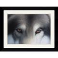Charles Alexander 'Eyes of the Hunter: Gray Wolf ' Framed Art Print