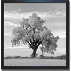 Jean Miele 'Oak Tree' Framed Canvas Art