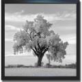 Jean Miele 'Oak Tree' Framed Canvas Art