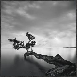 Moises Levey 'Water Tree' Giclee Canvas Art