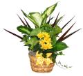Forget-me-not Six-inch Gift-appropriate Wicker Flower Planter