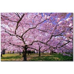 CATeyes 'Rapt Away' Canvas Art