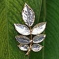 Silverplated 'Silver Leaf' Natural Rose Leaves Brooch (Thailand)