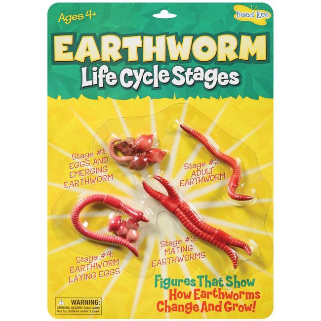 Earthworm Life Cycle Stages