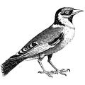 LaBlanche Silicone Stamp 3.1 X2.8 - Bird Nostalgic