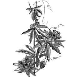 LaBlanche Passion Flower Silicone Stamp
