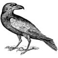 LaBlanche Silicone Raven Stamp