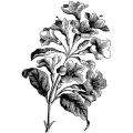 LaBlanche Silicone Spray of Flowers Stamp