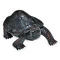 Sono Wood 'Black Turtle Journey' Sculpture (Indonesia)