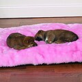 Slumber Pet Cloud Pink Cushion