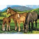 Junior Large Paint By Number Kit 15-1/4" X 11-1/4"-Horse & Foals