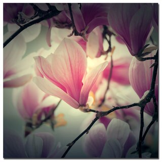 Philippe Sainte-Laudy 'Magnolia Forever' Canvas Art