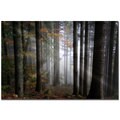 Philippe Sainte-Laudy 'Light Forest' Canvas Art