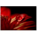 Philippe Sainte-Laudy 'Red Drop' Canvas Art Ready to Hang!