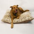 Animal Print Tiger Tan Bed