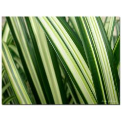 Kathie McCurdy 'Colors of Green' Canvas Art