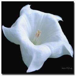 Kathie McCurdy, 'Moonflower Black and White' Canvas Art