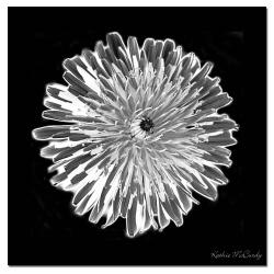 Kathie McCurdy 'Dandelion Black & White' Canvas Art
