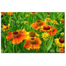 Kathie McCurdy 'Orange Daisies' Canvas Art
