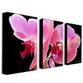 Kathie McCurdy 'Orchid' Canvas Art Set