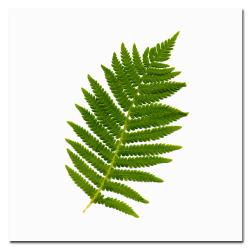 Kathie McCurdy 'Simple Fern' Canvas Art