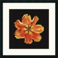 Joson 'Apricot Parrot' Framed Art Print