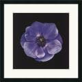 Joson 'Poppy Anemone' Framed Art Print