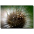 Lois Bryan 'Wild Thing' Canvas Art