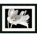 Dianne Poinski 'Lily I' Framed Art Print
