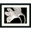 Dianne Poinski 'Lily II' Framed Art Print