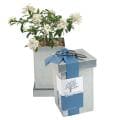 bonsai seeds T13983996 bonsai seeds