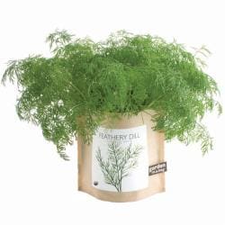 Garden-in-a-Bag Herb Collection Organic Dill