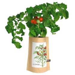 Mini Tomato Garden-in-a-Bag