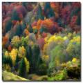 Philippe Sainte-Laudy 'Palette Nature' Canvas Art