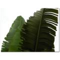 Kate Walsh, 'Fronds' Canvas Art