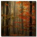 Philippe Sainte-Laudy 'Fall' Canvas Art