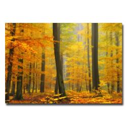 Philippe Sainte-Laudy 'Orton Forest' Canvas Art