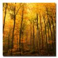 Philippe Sainte-Laudy 'Big Dreamers Never Sleep' Canvas Art