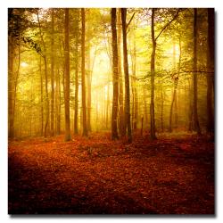 Philippe Sainte-Laudy 'The Smell of Autumn' Canvas Art