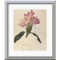 Charles Rennie Mackintosh 'Rhododendron, 1915' Framed Art Print
