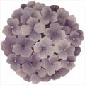 Hand-tufted Purple Bloom Rug (4' x 4')