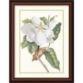 Georg Dionysius Ehret 'Magnolia Maxime Flore' Framed Art Print