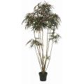 6-foot Tall Finger Aralia Tree with Pot