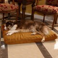 Paw Orthopedic Camel Large/ Jumbo Super Foam Pet Bed